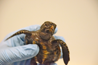Person with medical gloves holding a tiny turtle.